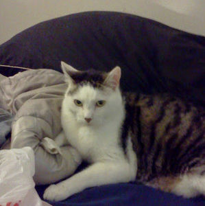 Meet your Posher, Kenneth yohei